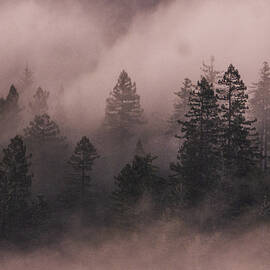 Fog in the Forest 3 by Dianne Milliard