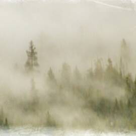 Fog 'n The Forest ... by Judy Foote-Belleci