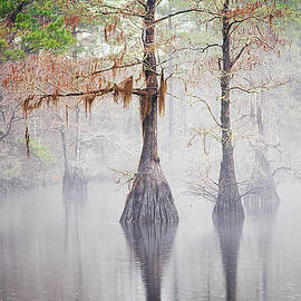 Fog Shrouded Cypress Tress - Eastern North Carolina by Bob Decker