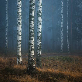 Foggy forest by Juhani Viitanen