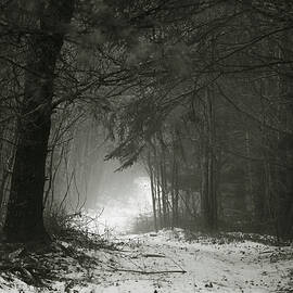 Foggy Walk In The Woods by Sue Capuano
