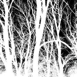 Foggy Winter trees, monochrome inverted by Paul Boizot