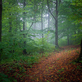 Follow your path by Cosmin Stan