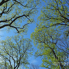 Forest Canopy in Springtime by Alex Cassels