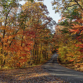 Forest Glow by John M Bailey