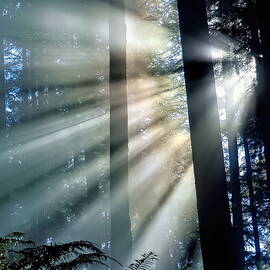 Forest Sunbeam Flares by Ian McAdie