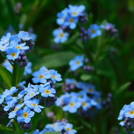 Forget-Me-Not Flowers by Matthias Herzog