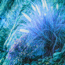 Fountain Grass ... by Judy Foote-Belleci
