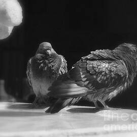 Fountain Pigeons by Tru Waters