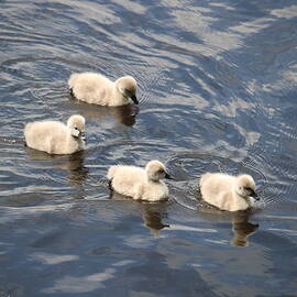 Four little swans by Michaela Perryman