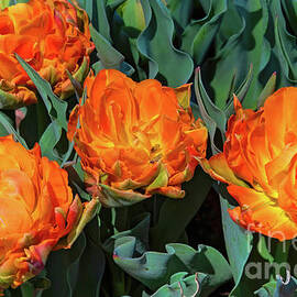 Four Monte Orange Tulips by Diana Mary Sharpton