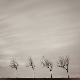 Four Trees by Dave Bowman