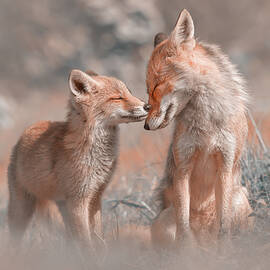 Fox Felicity - Mother and fox kit showing love and affection by Roeselien Raimond