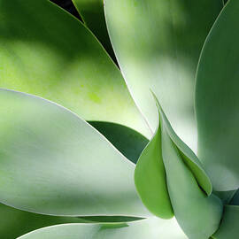 Foxtail Agave 3 by Julie Palencia