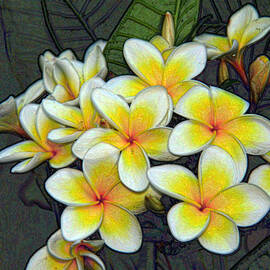 Fragrant Frangipani