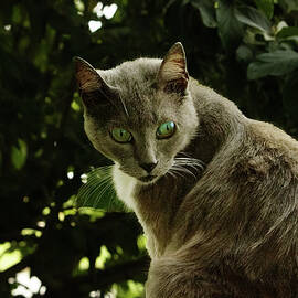 Francis In A Stare by Gary Shindelbower