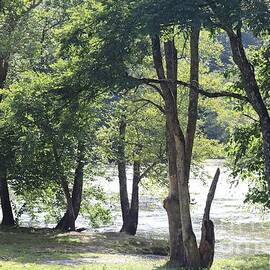 French Broad River North Carolina by Mary Deal