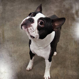 Frenchie by Karen Varnas