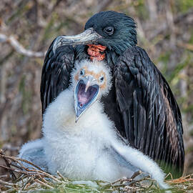 Frigatebird and Screaming Chick Galapagos Islands