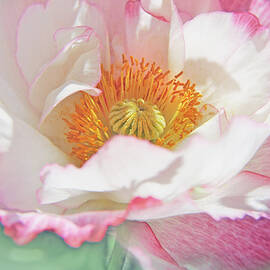 Frilly Pink and White Oriental Poppy Flower  by Jennie Marie Schell