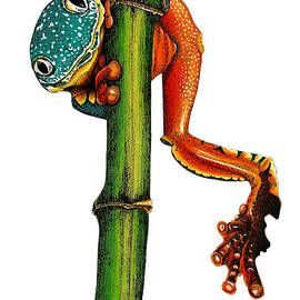 Fringed leaf tree frog illustration by Loren Dowding