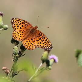 Fritillary Love by Larry Kniskern