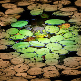 Froggy by Yuri Lev