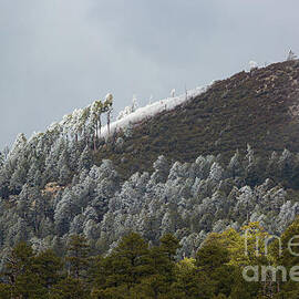 Frosted Trees Near A Mountain Peak by Billy Bateman