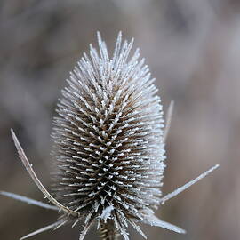 Frosted Winter Teasel by Mo Barton