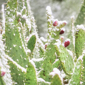 Frosty Cactus by Donna Kennedy