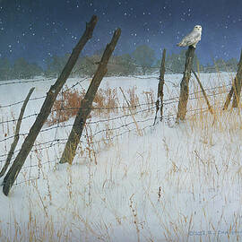 Frosty Fence Line Snowy Owl by R christopher Vest
