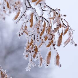 Frosty Foliage