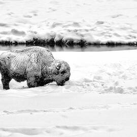 Frozen in Black and White by Michael R Anderson