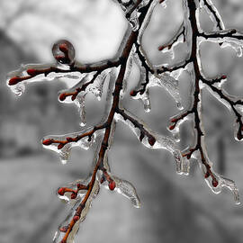 Frozen in Ice in Selective Color by Nicola Nobile