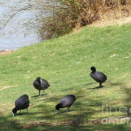 Fully Grown Coot's grazing along The River Murray. South Australia.  by Rita Blom