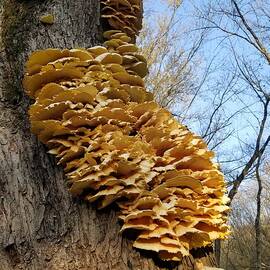 Fungi on a Tree Trunk