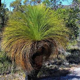 Funny Grass Tree by Kathrin Poersch