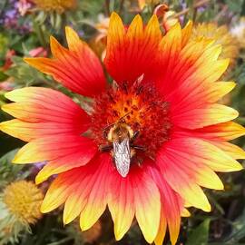 Gaillardia Close Up Color Version by Marine B Rosemary