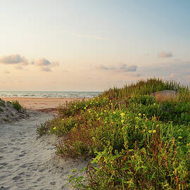 Galveston - Beach Flowers by Jason Frels