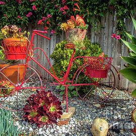 Garden Bicycle Succulent Baskets by David Zanzinger