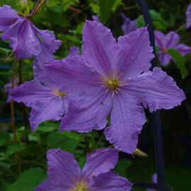 Garden Clematis by Lesley Evered
