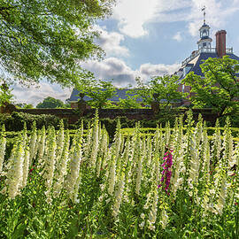 Garden Flowers at the Governor's Palace