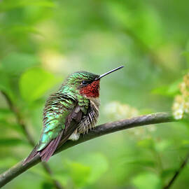 Garden Humming bird by Christina Rollo