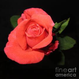 Garden Rose by Lesley Evered