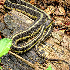 Garter Snake on Rotting Log by Dennis Lundell