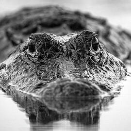 Gator Face by Joey Waves