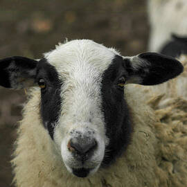 Gaze from a sheep by Jeff Swan