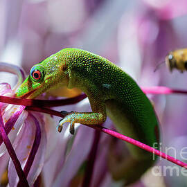 Gecko and Hawaiian Bee Compete for Nectar by Phillip Espinasse