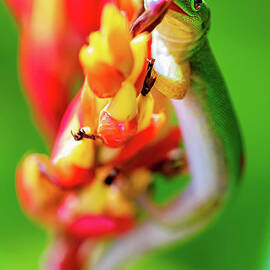 Gecko showing us how to Lick a Tropical Flower by Phillip Espinasse