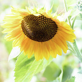 Gentle Sunflower by Lynn Bolt
